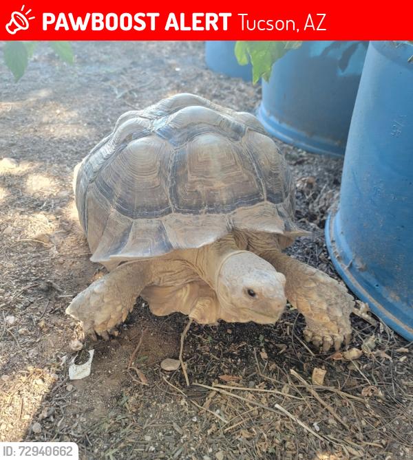 Lost Female Reptile last seen Wilmot and Hermans , Tucson, AZ 85756