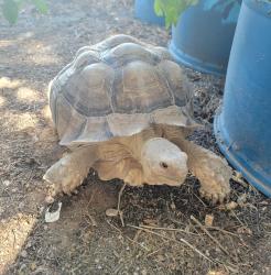 Lost Female Reptile last seen Wilmot and Hermans , Tucson, AZ 85756