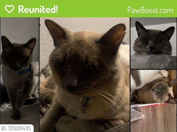 Reunited Male Cat last seen Ehrhardt Ave, Sacramento, CA 95823