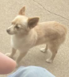 Lost Female Dog last seen Westridge, Lancaster, TX 75146
