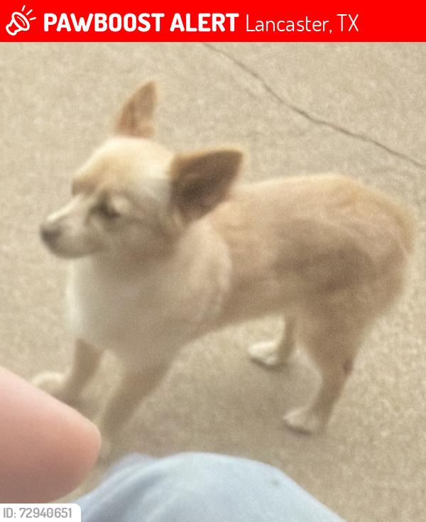 Lost Female Dog last seen Westridge, Lancaster, TX 75146