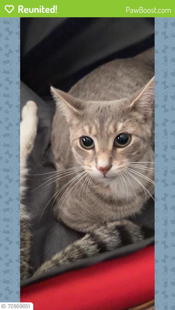 Reunited Male Cat last seen Near s 53rd ave, Cicero, IL 60804