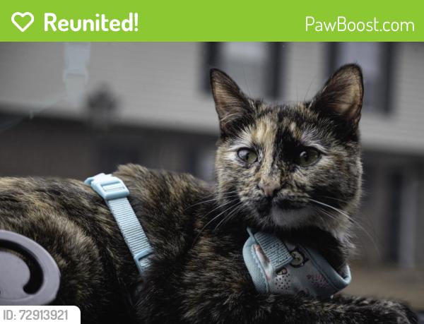 Reunited Female Cat last seen Near Issaqueena trl Central, SC 29630, Central, SC 29630
