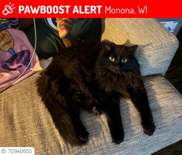 Lost Male Cat last seen Gunderson Funeral Home; Monona and Nichols Road, Monona, WI 53716