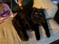 Lost Male Cat last seen Gunderson Funeral Home; Monona and Nichols Road, Monona, WI 53716
