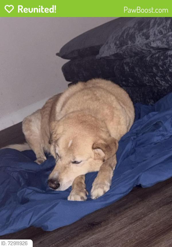 Reunited Female Dog last seen West creek community , Burleson, TX 76028
