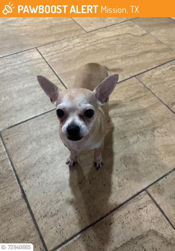 Found/Stray Unknown Dog last seen Off trosper and 2 mile , Mission, TX 78574