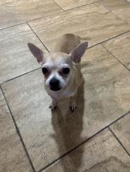 Found/Stray Unknown Dog last seen Off trosper and 2 mile , Mission, TX 78574