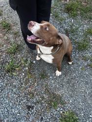 Reunited Male Dog last seen Newlin Elementary , Burlington, NC 27215