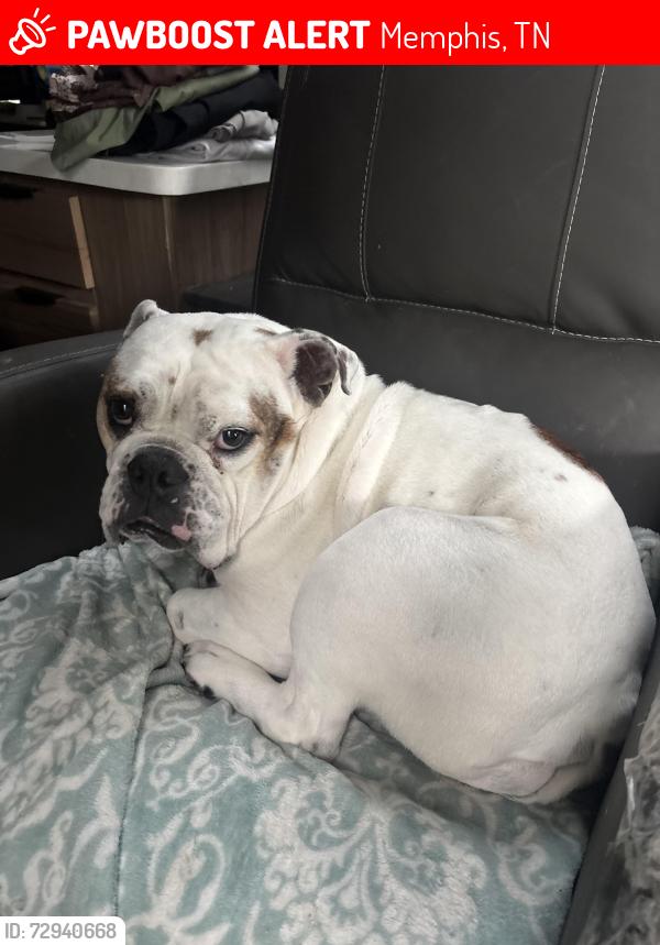 Lost Male Dog last seen Foster Ave , Memphis, TN 38114