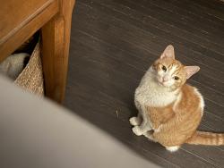 Reunited Male Cat last seen Castling Ct and Middlegame Way, Wake Forest, NC 27587