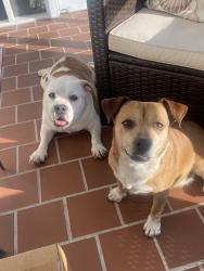 Found/Stray Female Dog last seen Union cross and shields, Kernersville, NC 27284