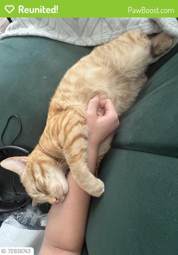 Reunited Male Cat last seen John f Kennedy blv manville, Manville, NJ 08835
