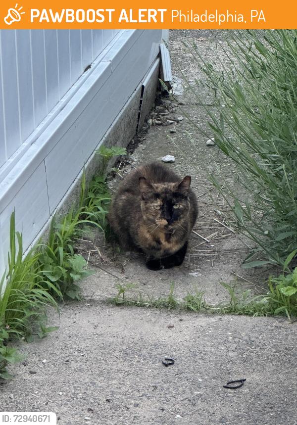 Found/Stray Female Cat last seen Salmon & plum street 19137, Philadelphia, PA 19137
