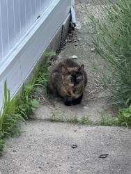 Found/Stray Female Cat last seen Salmon & plum street 19137, Philadelphia, PA 19137