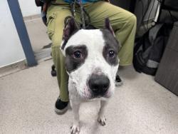 Shelter Stray Female Dog last seen Near Eastchester Road, BRONX, NY, 10461, New York, NY 10029