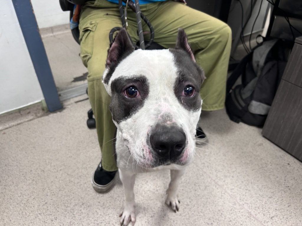 Shelter Stray Female Dog last seen Near Eastchester Road, BRONX, NY, 10461, New York, NY 10029
