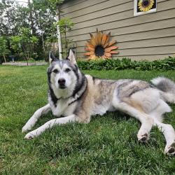 Reunited Male Dog last seen W Jewell Ave and South Xavier st, Denver, CO 80204