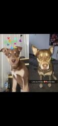 Lost Female Dog last seen Near S Silverdale CT, Wichita, KS 67218