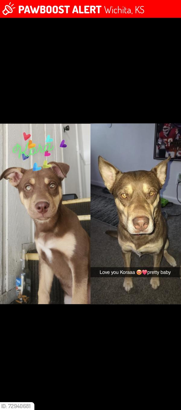 Lost Female Dog last seen Near S Silverdale CT, Wichita, KS 67218