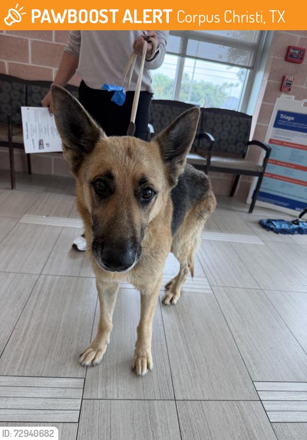 Found/Stray Male Dog last seen Saratoga/airline, Corpus Christi, TX 78414