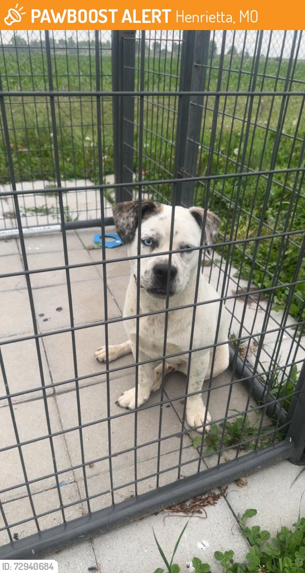 Found/Stray Male Dog last seen By old 13 highway bridge , Henrietta, MO 64067