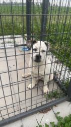 Found/Stray Male Dog last seen By old 13 highway bridge , Henrietta, MO 64067