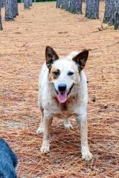 Reunited Female Dog last seen Near Red Hill Rd Cameron NC, Cameron, NC 28326