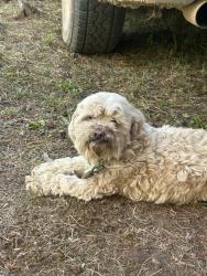 Reunited Female Dog last seen Hammerstones Bar on Russel Blvd, St. Louis, MO 63118