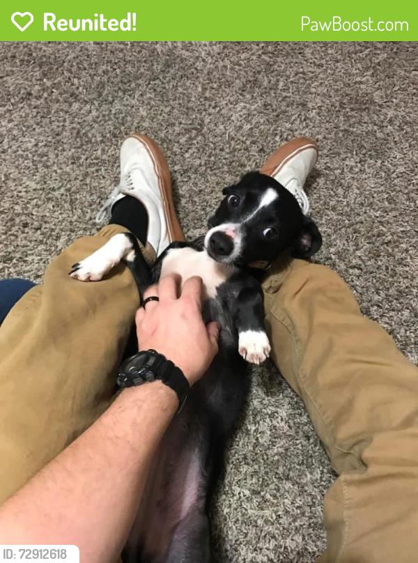 Reunited Female Dog last seen Near S Diamondhead Blvd, Crosby, TX 77532, USA, Crosby, TX 77532