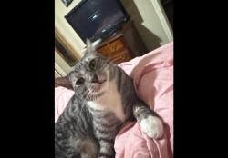 Lost Male Cat last seen Matt’s Mobile Repair, Carrollton, GA 30117