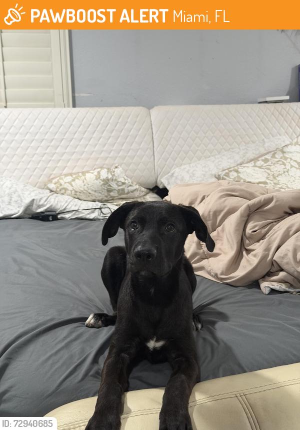 Found/Stray Female Dog last seen McDonald’s on 88th & 157th, Miami, FL 33196