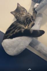 Lost Male Cat last seen Morrisons petrol station , Derbyshire, England DE11 8HH