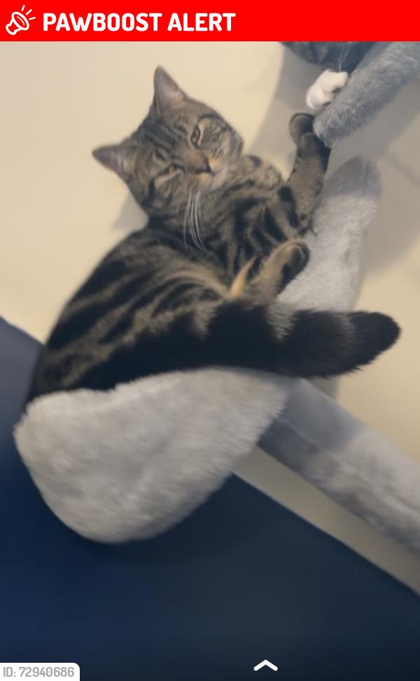 Lost Male Cat last seen Morrisons petrol station , Derbyshire, England DE11 8HH