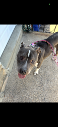 Reunited Male Dog last seen Newberry and Legion , Philadelphia, PA 19154
