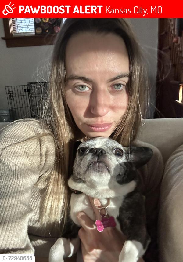 Lost Female Dog last seen Scarritt and North Hardesty, Kansas City, MO 64123