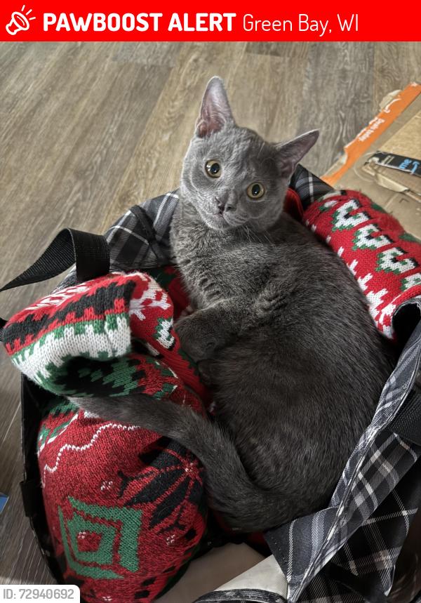 Lost Male Cat last seen Hazelwood/Packerland, Green Bay, WI 54313