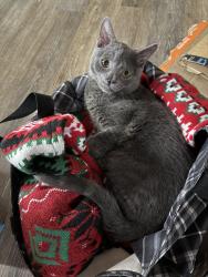 Lost Male Cat last seen Hazelwood/Packerland, Green Bay, WI 54313