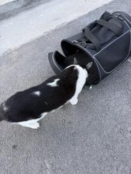 Found/Stray Unknown Cat last seen Signature apmts, Lexington, KY 40508