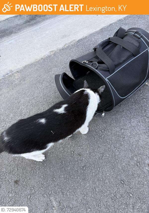 Found/Stray Unknown Cat last seen Signature apmts, Lexington, KY 40508