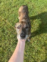 Found/Stray Male Dog last seen 1st Ave and Whitted Ave, Hendersonville, NC 28792