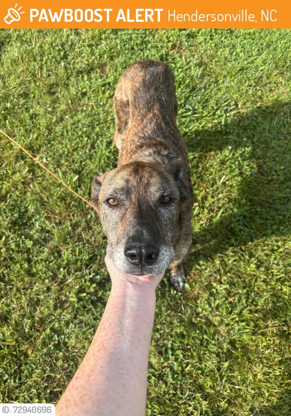 Found/Stray Male Dog last seen 1st Ave and Whitted Ave, Hendersonville, NC 28792