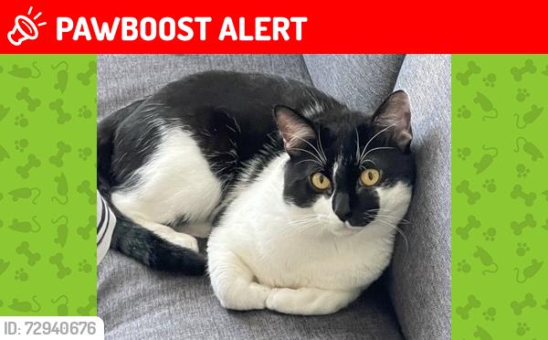 Lost Male Cat last seen Herbert Road, SEVEN KINGS Ilford , IG3 8AL (BEHIND JOB CENTRE), Greater London, England IG3 8AL