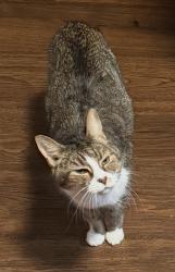 Reunited Male Cat last seen Emmett Rd. and Packard, Glen Allen, VA 23060