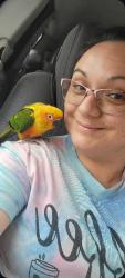 Lost Male Bird last seen 67th ave and peoria, Glendale, AZ 85304