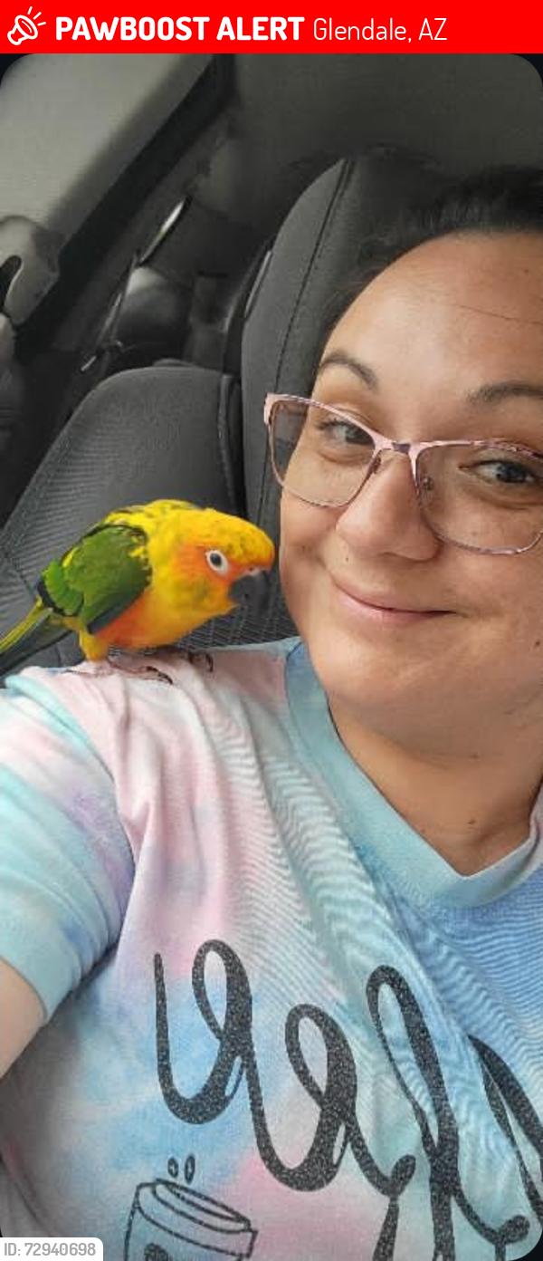Lost Male Bird last seen 67th ave and peoria, Glendale, AZ 85304