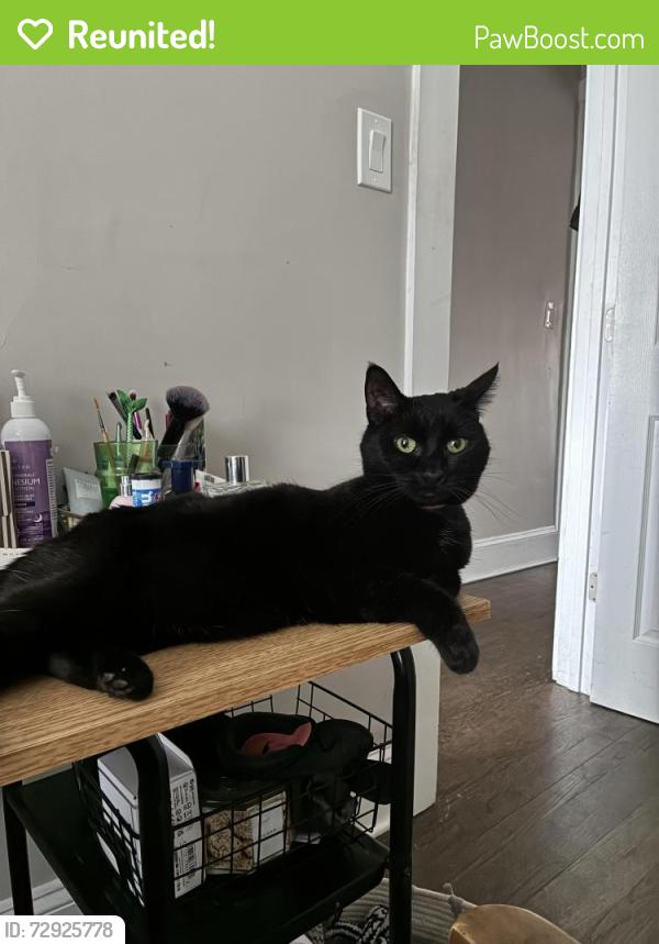 Reunited Female Cat last seen Humboldt and Cortland , Chicago, IL 60647