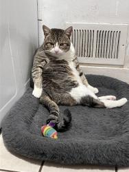 Lost Male Cat last seen Mount Lebanon Blvd and Roycroft Ave , Mount Lebanon Township, PA 15228