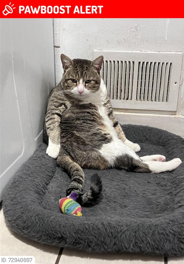 Lost Male Cat last seen Mount Lebanon Blvd and Roycroft Ave , Mount Lebanon Township, PA 15228