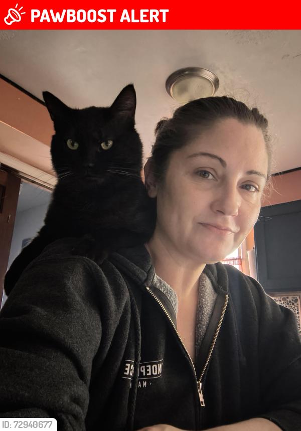 Lost Male Cat last seen Between sashabaw and Seymour lake on Ramsey Rd in Oxford/ Brandon twp, Brandon Township, MI 48371